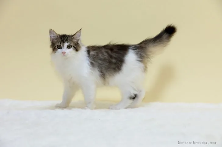 ID:1803-00544の子猫