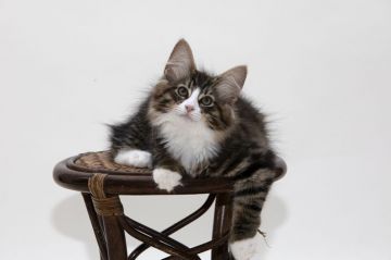 ノルウェージャンフォレストキャット【埼玉県・男の子・2018年5月18日・ブラウンマッカレルタビーアンドホワイト】の写真「活発な性格のイケメン君です。大きく成長しそう。」