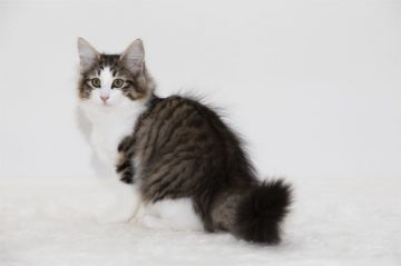 ノルウェージャンフォレストキャット【埼玉県・男の子・2019年10月24日・ブラウン マッカレル タビー アンド ホワイト】の写真「とても人懐こい性格の元気な男の子です」