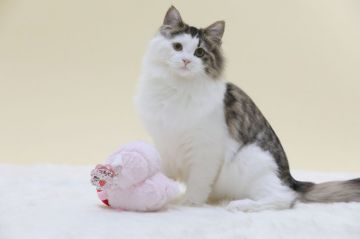 ノルウェージャンフォレストキャット【埼玉県・女の子・2017年7月29日・ブラウンマッカレルタビーアンドホワイト】の写真「優しい性格の人懐こい女の子です」