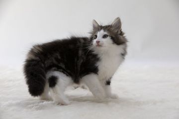 ノルウェージャンフォレストキャット【埼玉県・男の子・2018年6月13日・ブラウンクラッシックタビーアンドホワイト】の写真「人一倍活発で人懐こい男の子です」