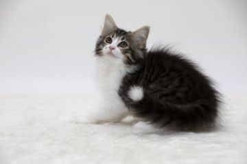 ノルウェージャンフォレストキャット【埼玉県・女の子・2018年6月10日・ブラウンマッカレルタビーアンドホワイト】の写真「尻尾の先が白いペンライトちゃんです」