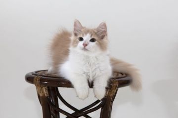 ノルウェージャンフォレストキャット【埼玉県・男の子・2018年6月20日・クリーム マッカレルタビー アンド ホワイト】の写真「おっとり優しい性格の男の子です」