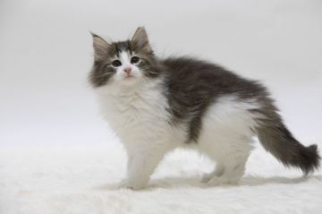 ノルウェージャンフォレストキャット【埼玉県・女の子・2018年10月9日・ブラウン マッカレル タビー アンド ホワイト】の写真「活発で人懐こい女の子です」