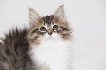 ノルウェージャンフォレストキャット【埼玉県・女の子・2019年12月28日・ブラウンマッカレルタビーアンドホワイト】の写真「手袋・ソックスの人懐こい女の子です」