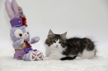 ノルウェージャンフォレストキャット【埼玉県・女の子・2018年6月10日・ブラウンマッカレルタビーアンドホワイト】の写真「優しい性格の人懐こい女の子です」