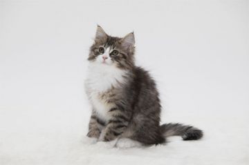 ノルウェージャンフォレストキャット【埼玉県・男の子・2019年12月28日・ブラウンマッカレルタビーアンドホワイト】の写真「体格が良く元気な男の子です」