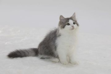 ノルウェージャンフォレストキャット【埼玉県・女の子・2017年5月20日・ブルーマッカレルタビーアンドホワイト】の写真「人懐こい性格の女の子です」