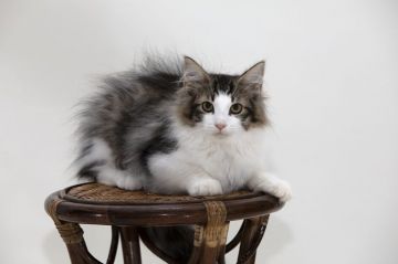 ノルウェージャンフォレストキャット【埼玉県・男の子・2018年5月10日・ブラウンマッカレルタビーアンドホワイト】の写真「キリっとした大きい目のイケメン君です。」