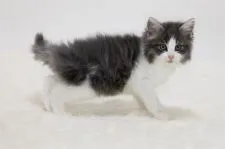 ノルウェージャンフォレストキャット【埼玉県・男の子・2020年12月11日・ブルー マッカレル タビー アンド ホワイト】の写真1