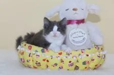 ノルウェージャンフォレストキャット【埼玉県・女の子・2019年4月27日・ブルー マッカレル タビー アンド ホワイト】の写真2