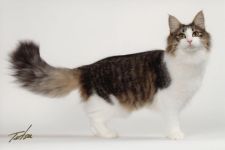 ノルウェージャンフォレストキャット【・女の子・2020年1月1日・ブラウン マッカレル タビー アンド ホワイト】