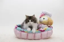 ノルウェージャンフォレストキャット【埼玉県・男の子・2019年10月17日・】の写真2