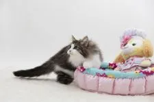 ノルウェージャンフォレストキャット【埼玉県・男の子・2019年10月17日・】の写真3