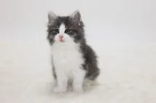 ノルウェージャンフォレストキャット【埼玉県・男の子・2020年12月11日・ブルー マッカレル タビー アンド ホワイト】の写真4