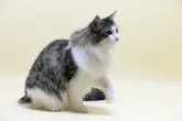 ノルウェージャンフォレストキャット【埼玉県・女の子・2023年1月24日・ブラウン マッカレル タビー アンド ホワイト】の写真4