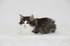 ノルウェージャンフォレストキャット【埼玉県・男の子・2019年7月16日・ブラウン マッカレル タビー アンド ホワイト】の写真5