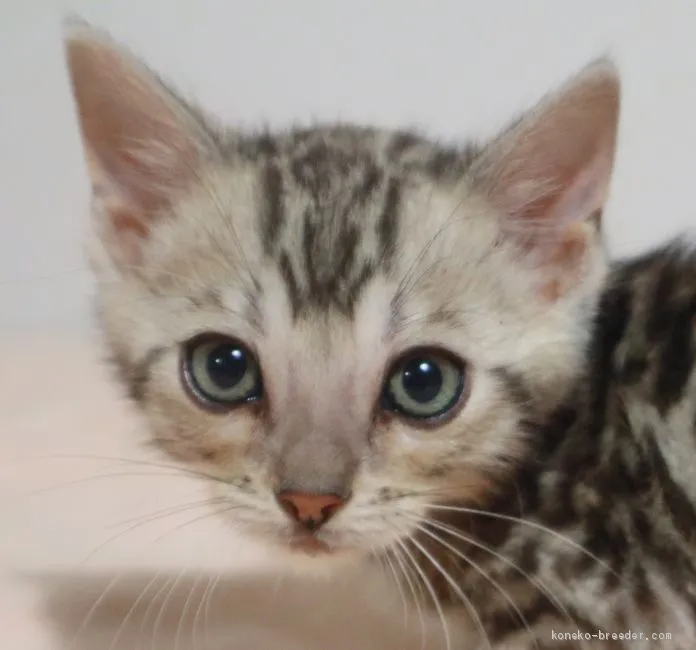 すみ 様のお迎えした子猫