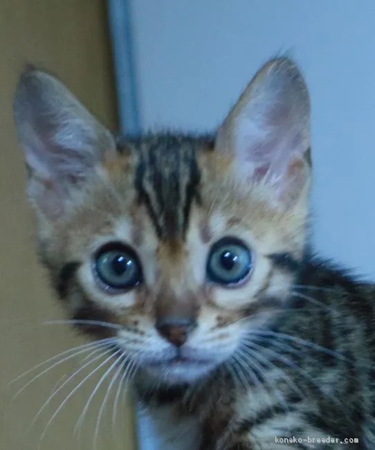 ろんき 様のお迎えした子猫
