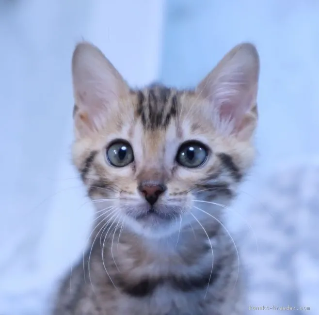 エリーゼのパパ 様のお迎えした子猫