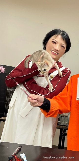 さゆりページ 楽天市場】【全品対象200円OFFクーポン】床見切り材 ラシッサS