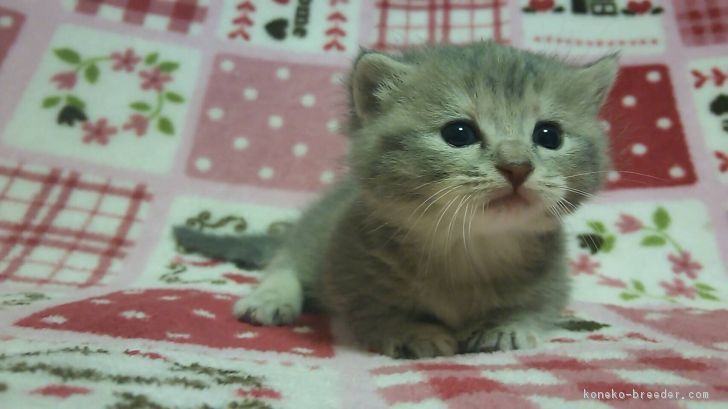 ID:1702-00231の子猫