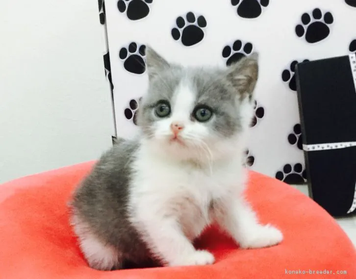 ID：1605-00513の子猫