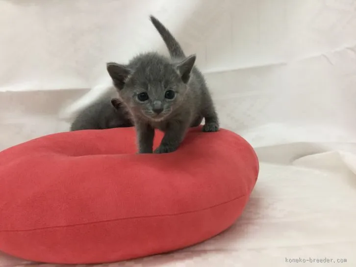 ID：1602-00387の子猫