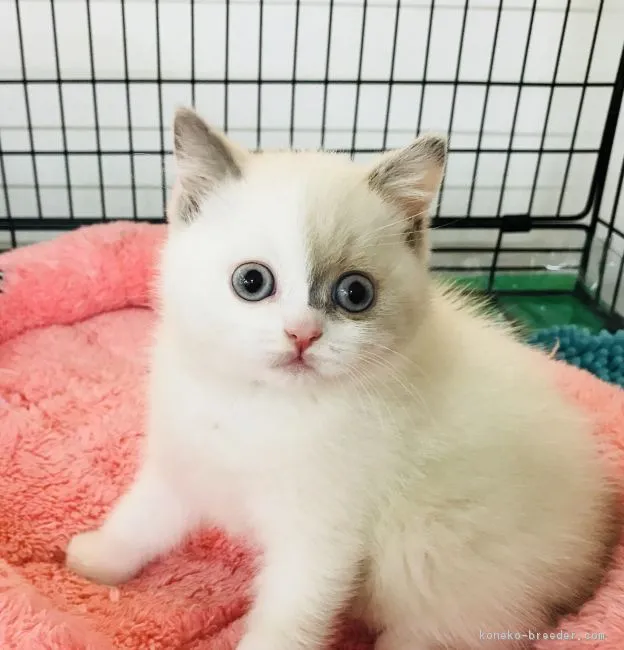 ID：1804-01600の子猫