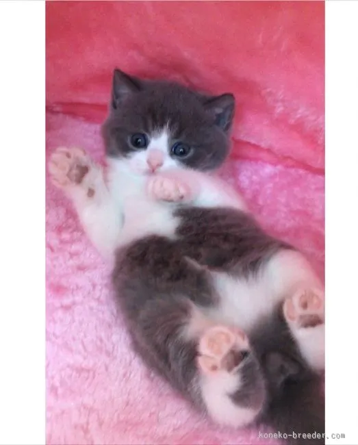 ID：1602-00158の子猫