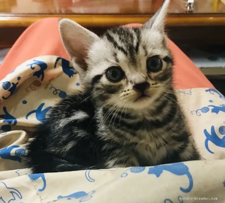 ID：2006-01893の子猫