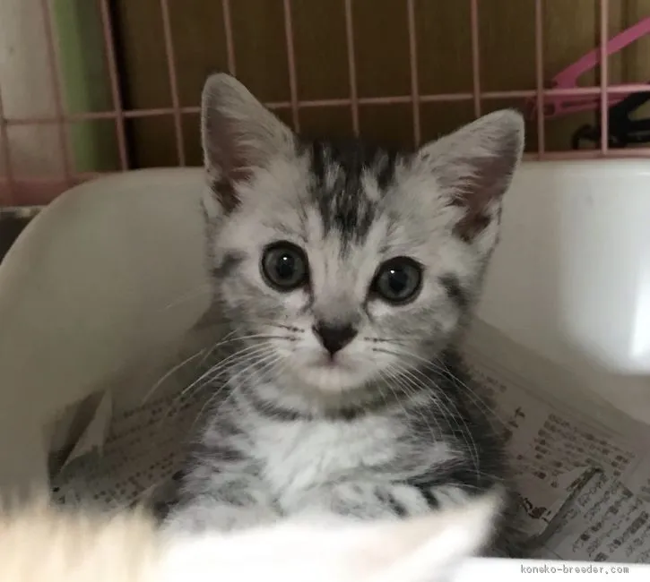 ID:1906-00234の子猫