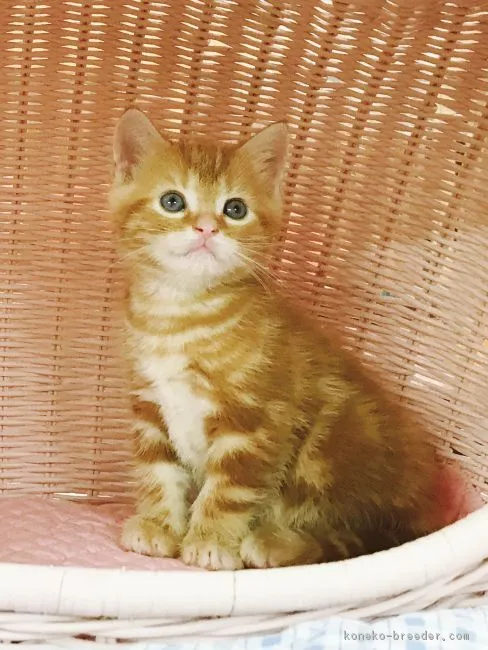 ID：1712-00961の子猫