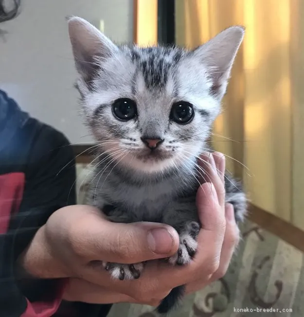 ID:2003-01457の子猫