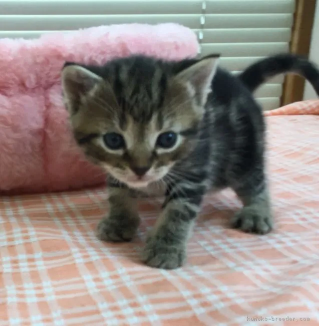 ID：1710-01044の子猫