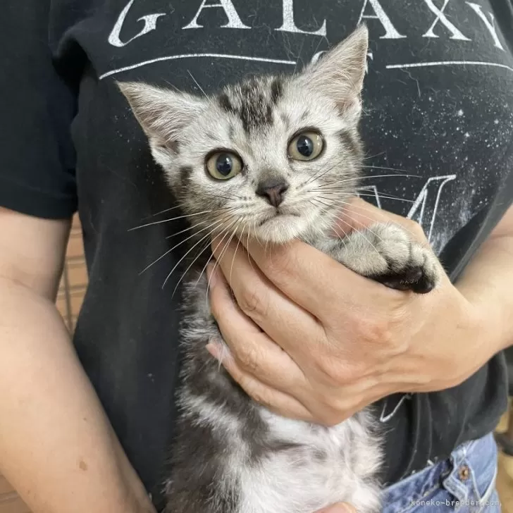 ID：2407-01753の子猫