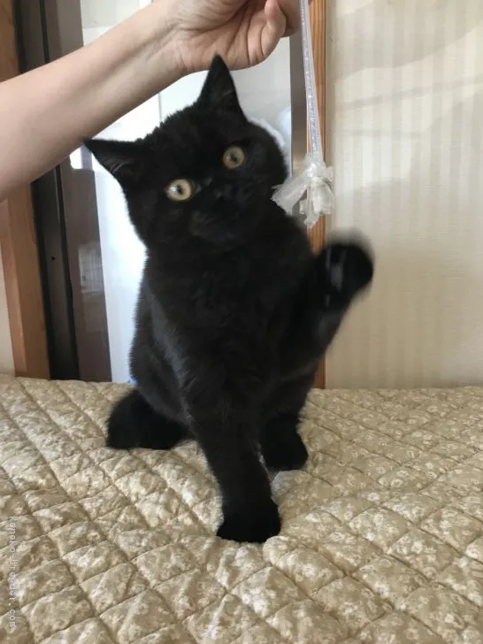 ID：1712-00061の子猫