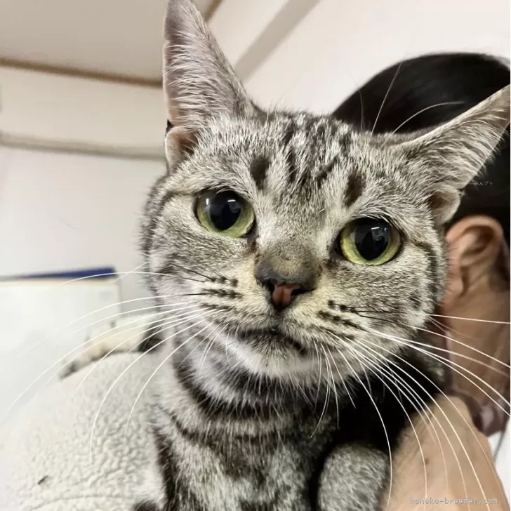 ID：2412-00638の子猫