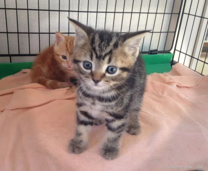 ID：1601-00082の子猫