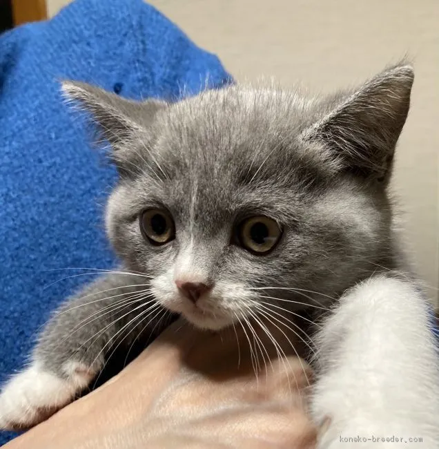 ID：2012-00589の子猫