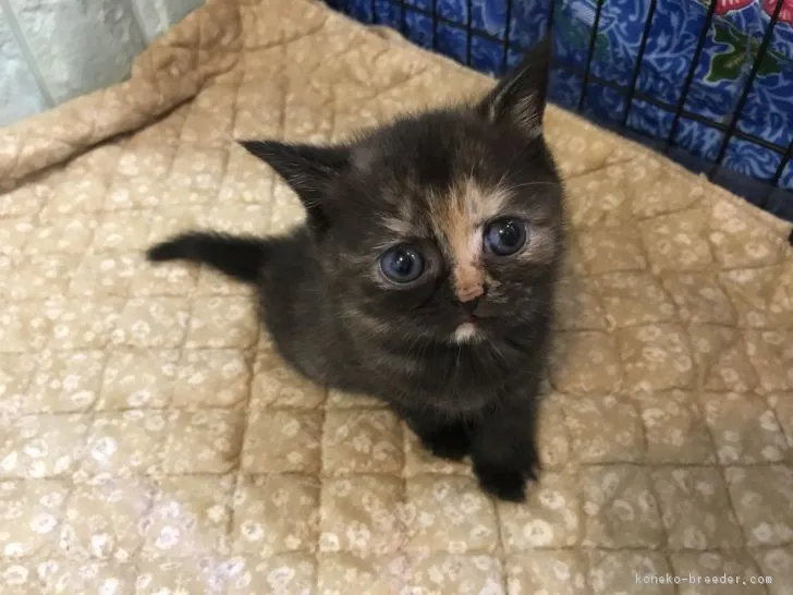 ID：1808-00277の子猫