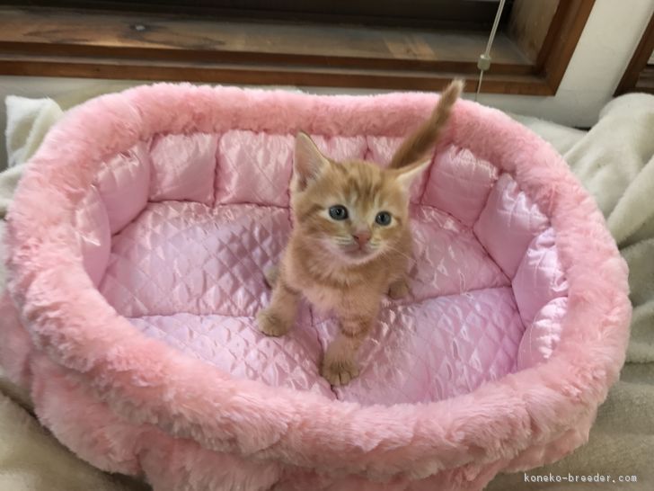 ID:1704-01377の子猫