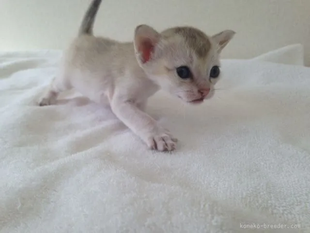 ID：1601-00080の子猫