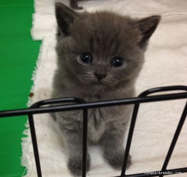 ID：1508-00134の子猫