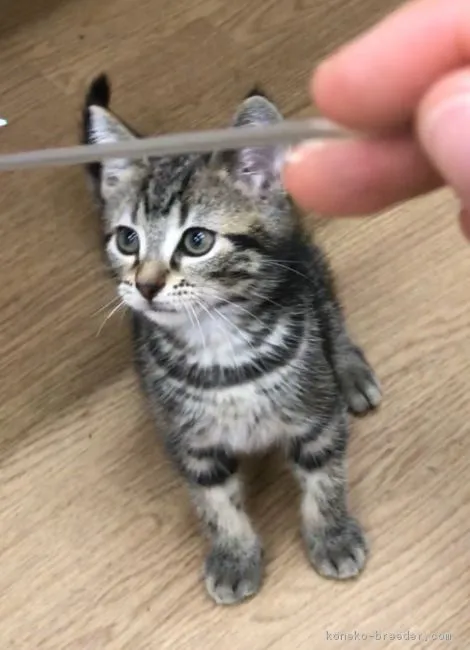 ID：1805-01725の子猫