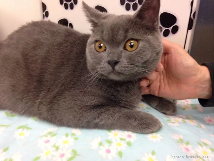 ID:1607-00571の子猫