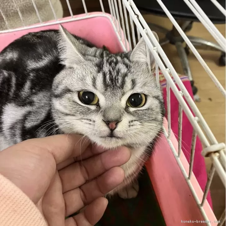 ID：2412-00633の子猫