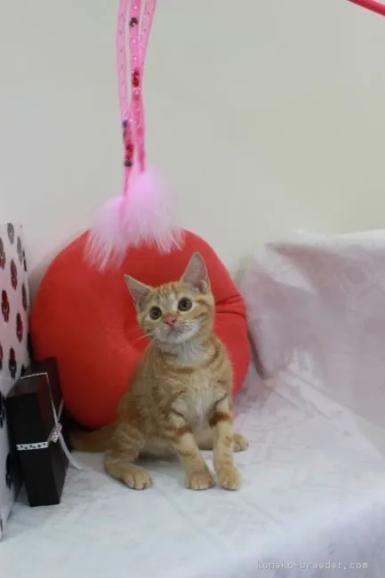 ID：1606-00338の子猫