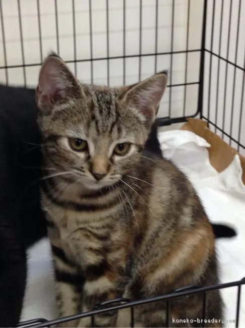 ID：1610-00537の子猫