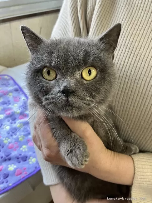 ID:2503-02492の成猫